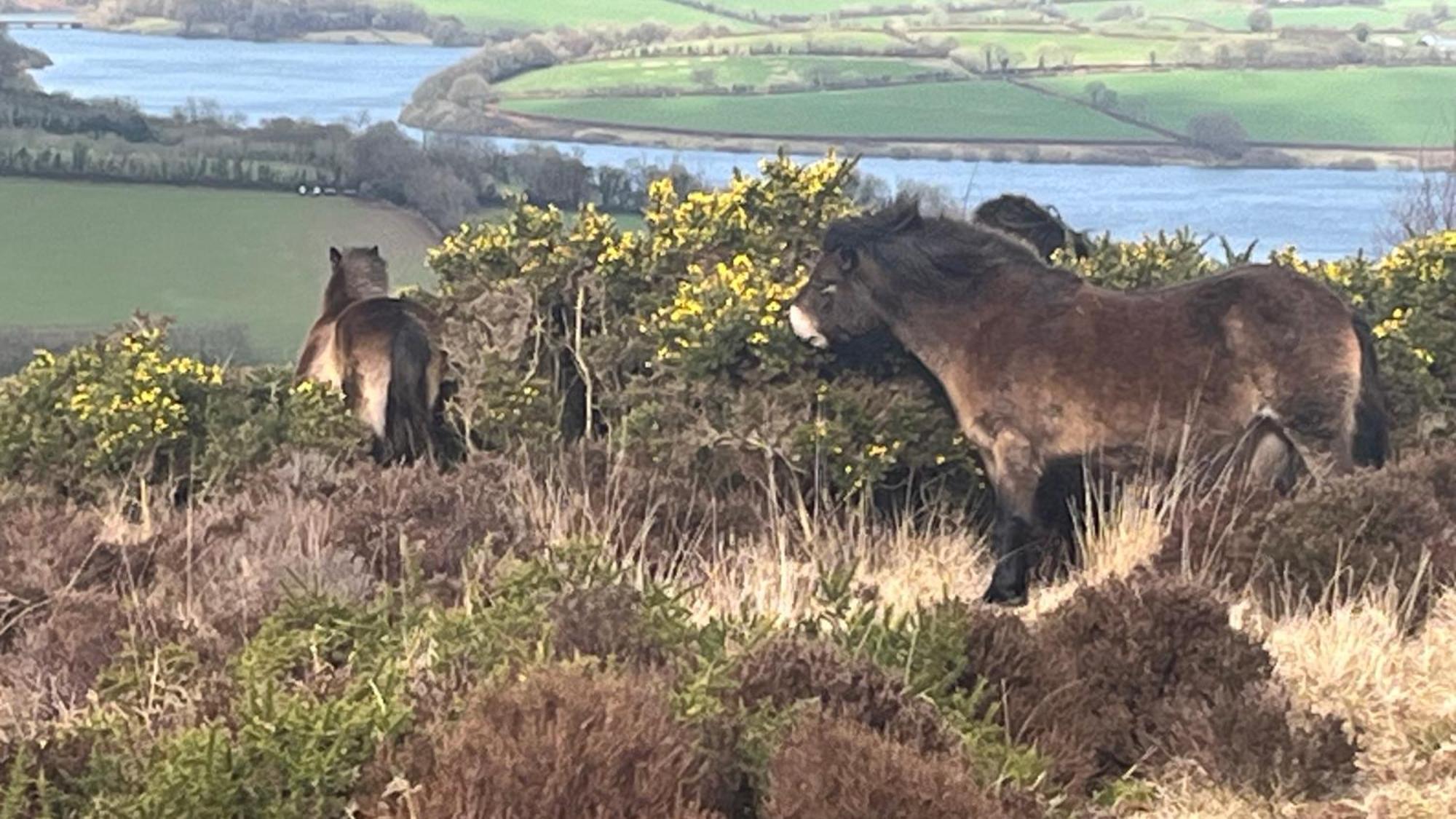 Exmoor Bnb In Withypool On Two Moors Way Экстерьер фото