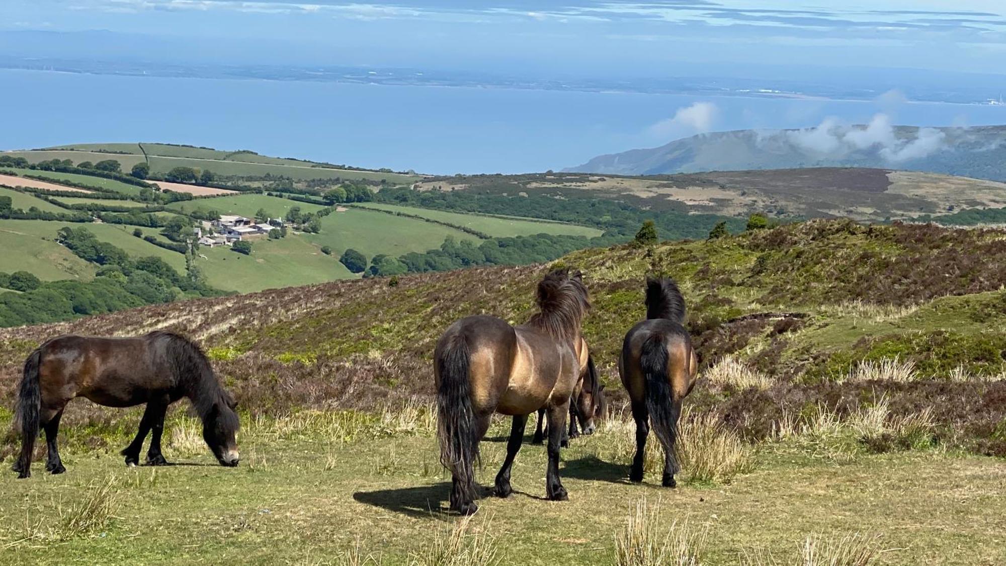 Exmoor Bnb In Withypool On Two Moors Way Экстерьер фото