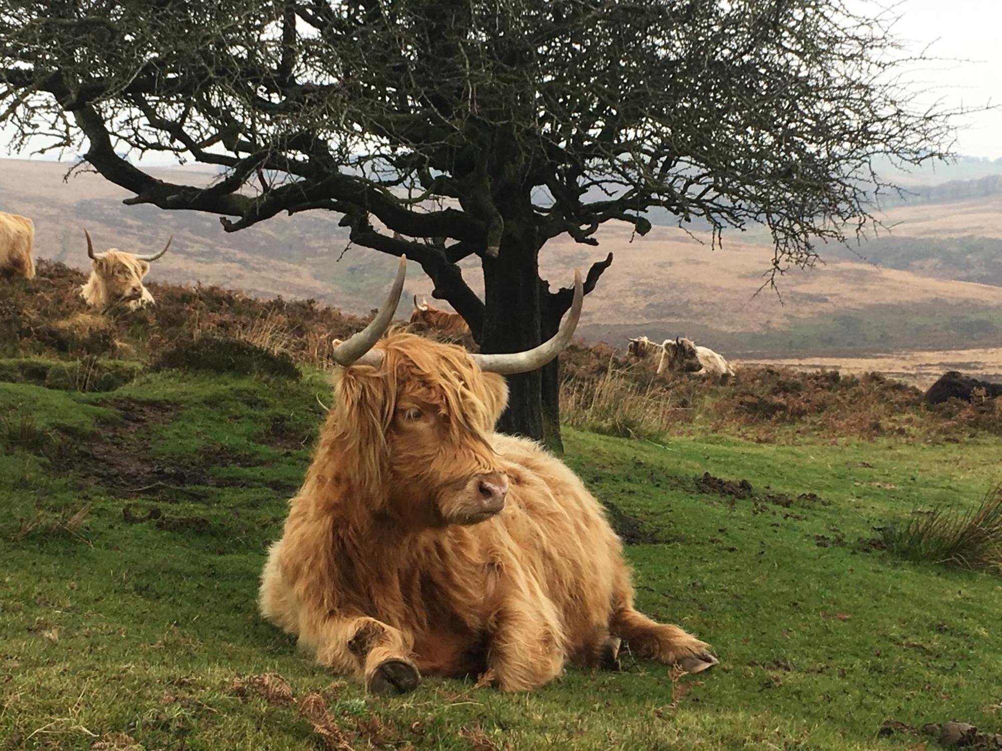 Exmoor Bnb In Withypool On Two Moors Way Экстерьер фото