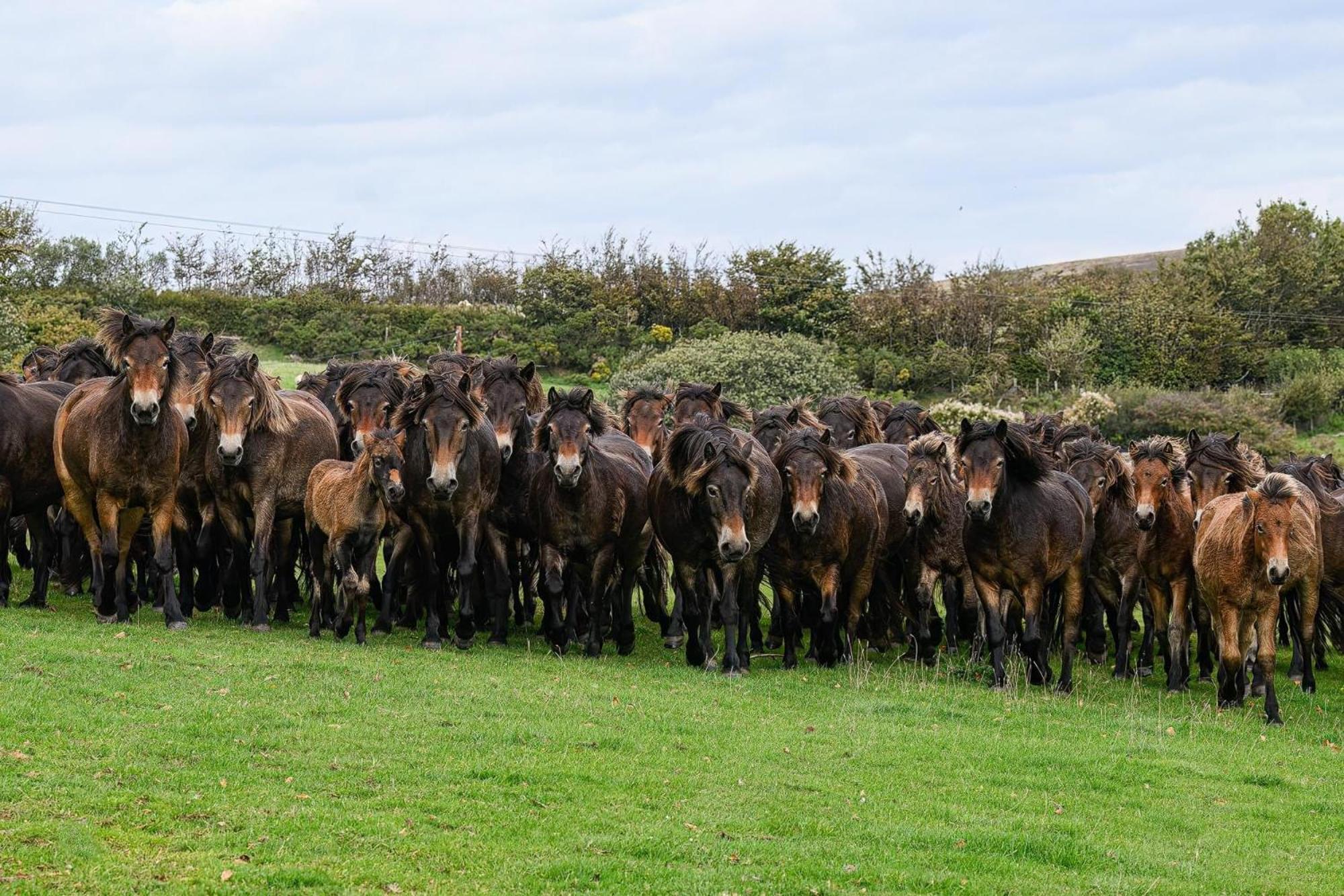 Exmoor Bnb In Withypool On Two Moors Way Экстерьер фото