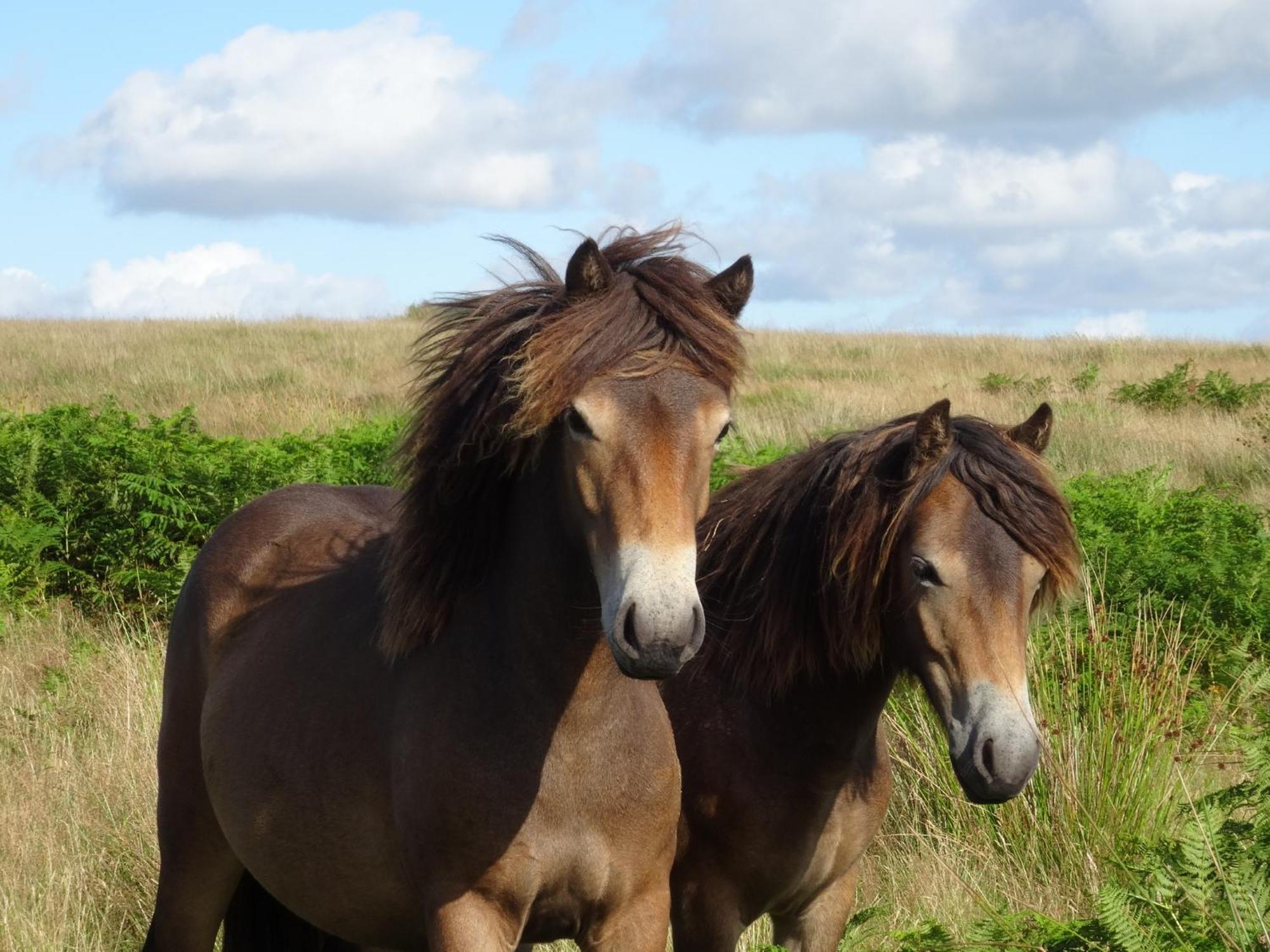 Exmoor Bnb In Withypool On Two Moors Way Экстерьер фото